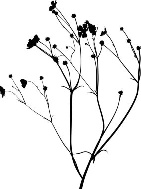 Beyaz, vahşi, siyah bir düğün çiçeğinin üzerinde.