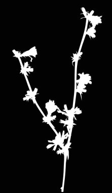 beyaz yaban Cichoriumt sapı