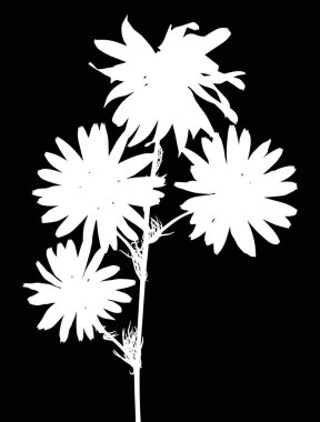 Papatya çiçeği. Dört çiçekli beyaz siluet.