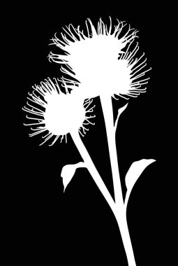 Siyah üzerine izole edilmiş beyaz burdock silueti