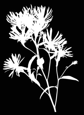 Vahşi bitkilerin beyaz silueti