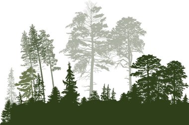 Beyaz üzerinde yeşil kozalaklı orman