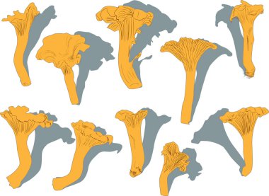 Beyazlar üzerinde on sarı kanarya