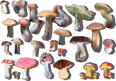 Gölgeli renkli mantarlar.