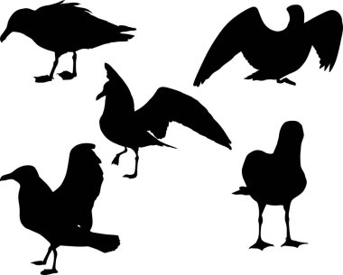 Beş martı siyah siluet seti.