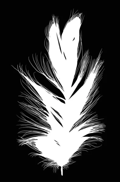 宽白色孤立的短羽毛 — 图库矢量图片