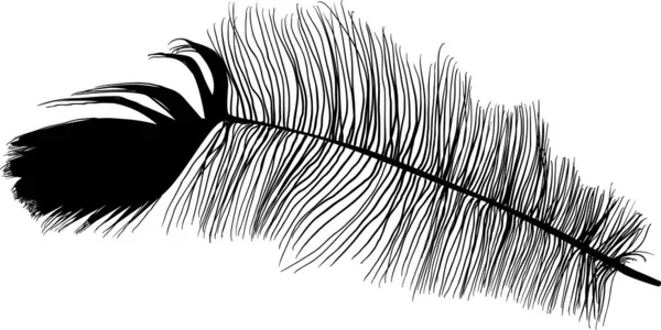 宽而短的黑色羽毛,下垂在白色上 — 图库矢量图片