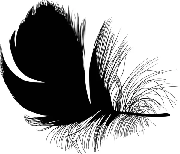 Wide isolated short black feather with down - Stok Vektor