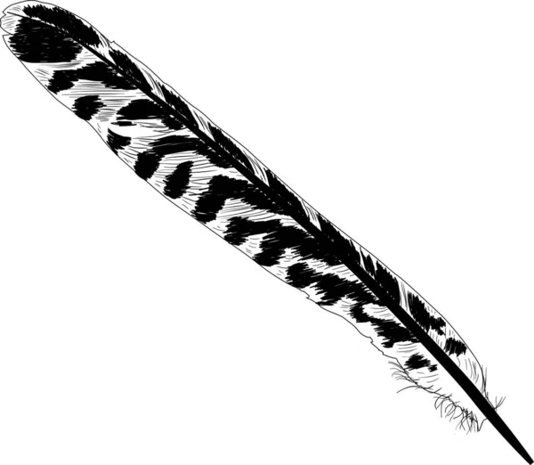 Stripped single thin black feather sketch - Stok Vektor