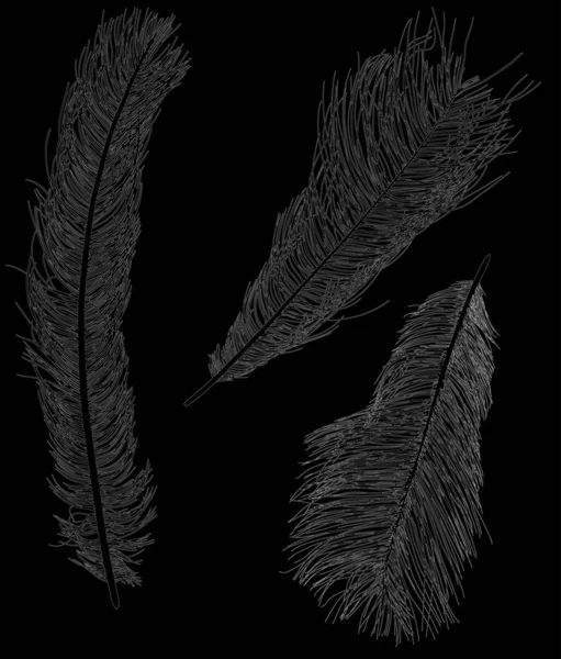 검은 색에 고립 된 타조 깃털 세 장 — 스톡 벡터