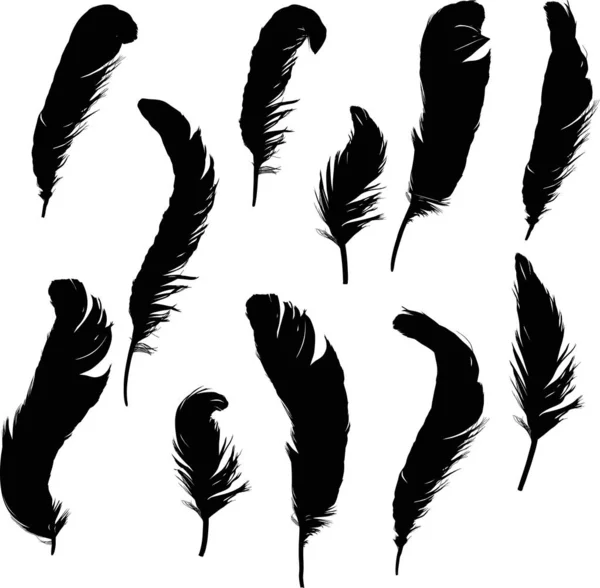 Grupo de once siluetas de plumas rizadas aisladas negras — Vector de stock