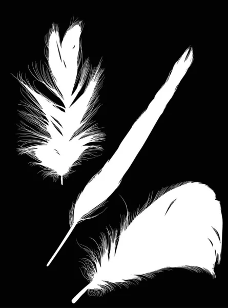 一组三根羽毛，在黑色上隔离 — 图库矢量图片