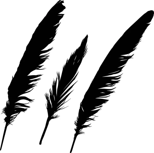 Grupo de tres plumas negras aisladas en blanco — Vector de stock