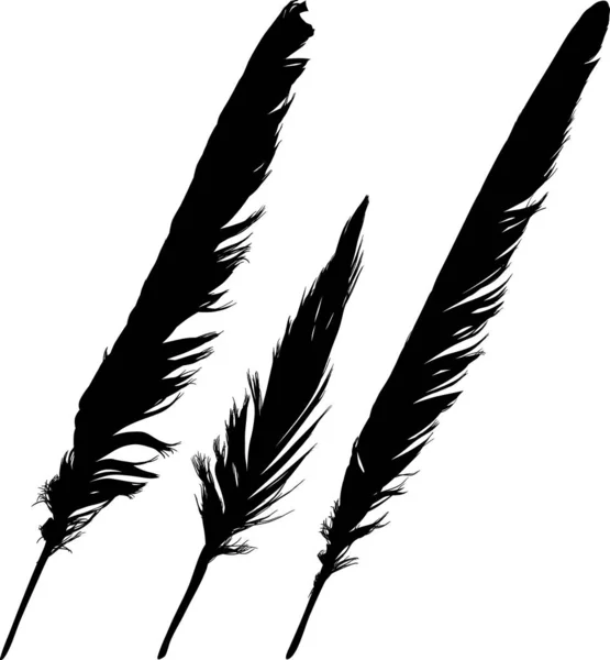 Group of three straight black feathers isolated on white — Stock Vector