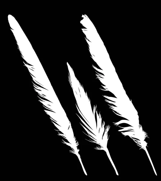 Grupo de tres plumas blancas rectas aisladas en negro — Vector de stock