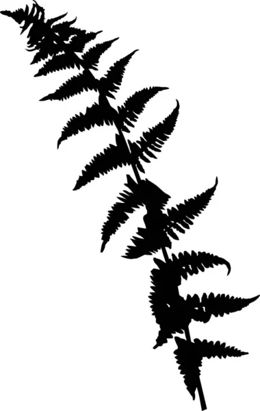 孤立したシダの葉の黒いシルエット — ストックベクタ