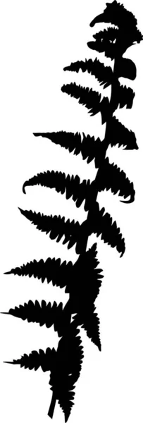 Одиночний ізольований чорний лист папороті силует — стоковий вектор