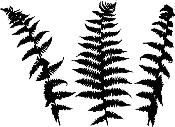 Set of three fern leaves black silhouettes on white. — Vector de stock