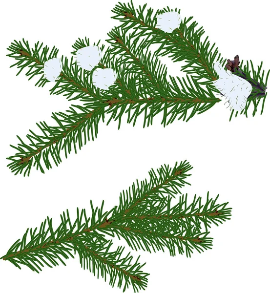 Δύο χειμωνιάτικα πράσινα κλαδιά ελάτης σε λευκό — Διανυσματικό Αρχείο