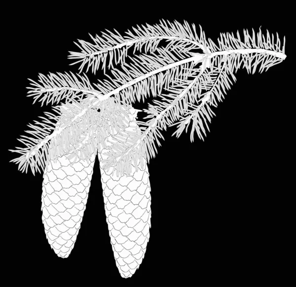 Rama aislada de abezas blancas con dos conos — Archivo Imágenes Vectoriales