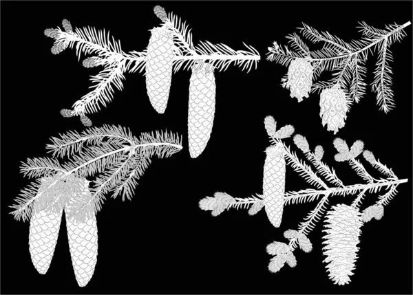 Dört beyaz köknar dalı ve siyah koni.