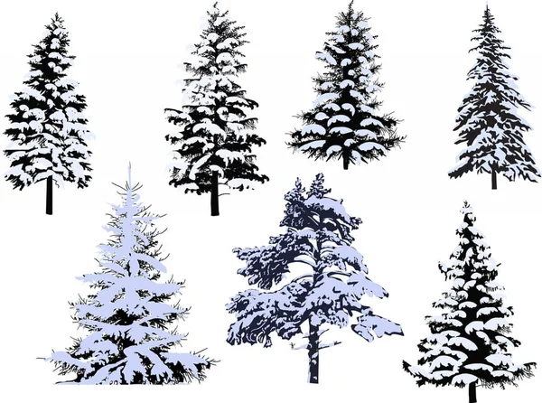 七只在白色背景下隔离的冬季冷杉 — 图库矢量图片