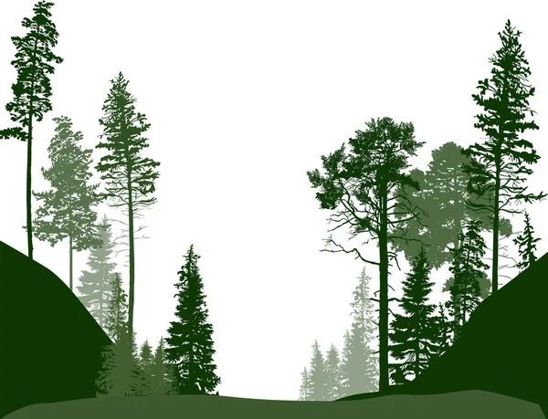 Bosque verde de árboles de abeto aislado sobre blanco — Vector de stock
