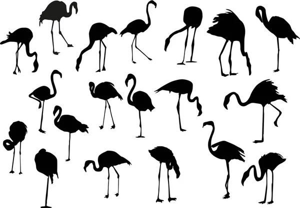 Dezenove silhuetas flamingo isoladas em branco — Vetor de Stock