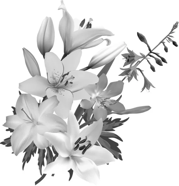 Parta šedé izolované lilie květiny — Stockový vektor