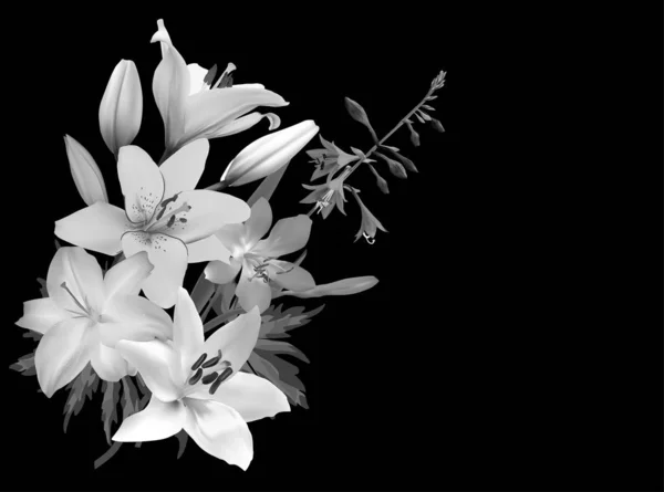Grappolo di grigio isolato su fiori di giglio nero — Vettoriale Stock