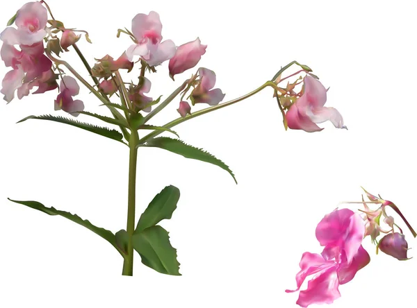 Ομάδα ρόδινα λουλούδια του κήπου απομονωμένα σε λευκό — Διανυσματικό Αρχείο