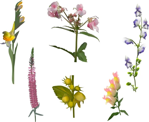 Kollektion von sechs farbigen Blumen auf Weiß — Stockvektor