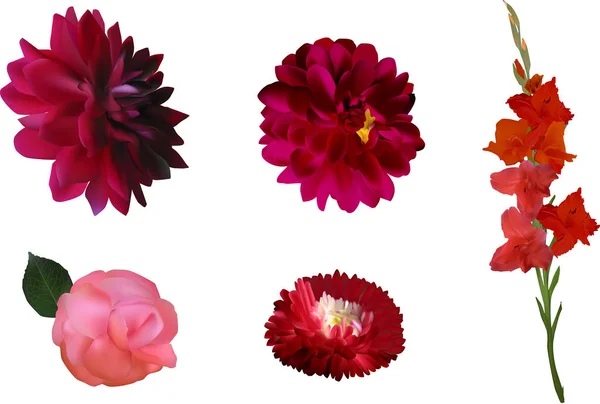 Set of five red flowers isolated on white — Stock Vector