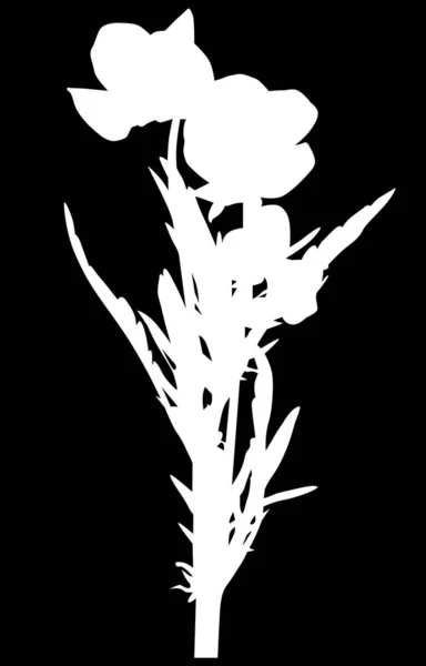 Plante blanche de jardin isolée avec fleurs — Image vectorielle