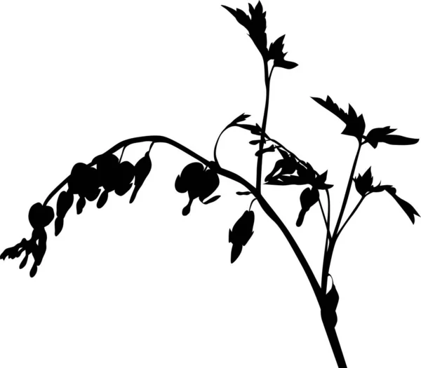 Plante noire isolée de jardin avec petites fleurs — Image vectorielle