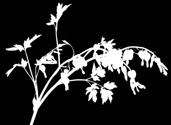 Tuin geïsoleerde plant met kleine witte bloemen — Stockvector