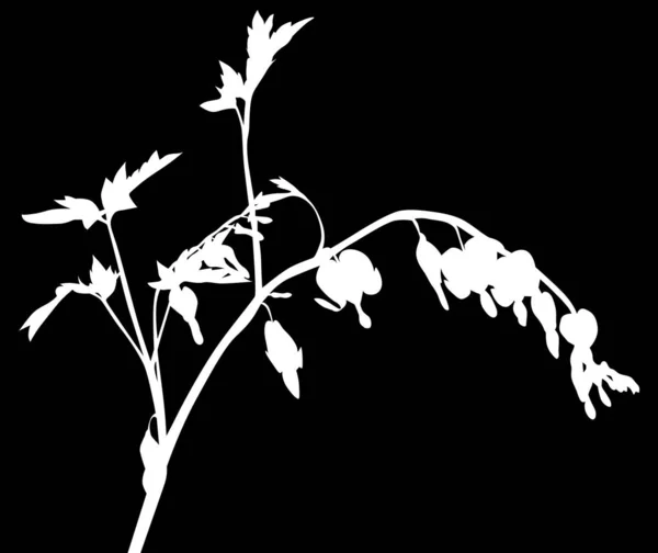 Trädgård isolerad vit växt med små blommor — Stock vektor