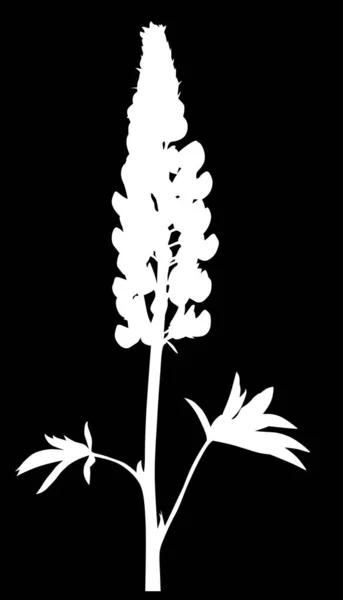 Силуэт цветка волчанки на черном — стоковый вектор