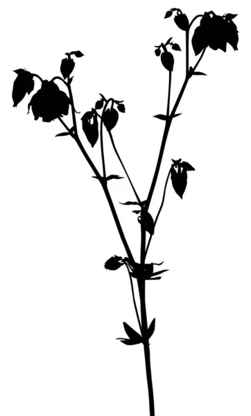 Fleur de campula isolée de jardin avec petits bourgeons noirs — Image vectorielle