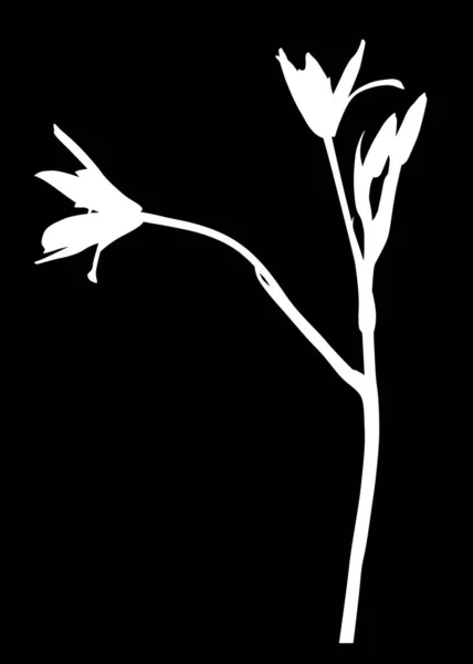 Κήπο απομονωμένο λευκό φυτό με δύο μικρά άνθη — Διανυσματικό Αρχείο