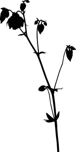 Garden isolated black campula flower with buds - Stok Vektor