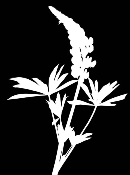 Λούπινου άνθους λευκή σιλουέτα απομονωμένη σε μαύρο — Διανυσματικό Αρχείο