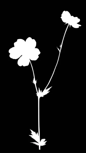 Κήπο απομονωμένο λευκό φυτό με άνθη σε λεπτό στέλεχος — Διανυσματικό Αρχείο