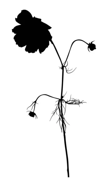 Czarny ogród kwiat izolowane sylwetka — Wektor stockowy