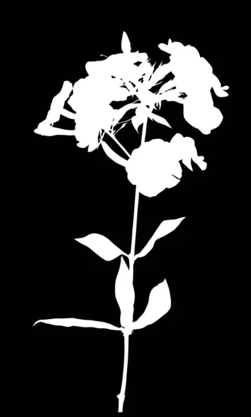 Silhouette Phlox en fondo negro — Archivo Imágenes Vectoriales