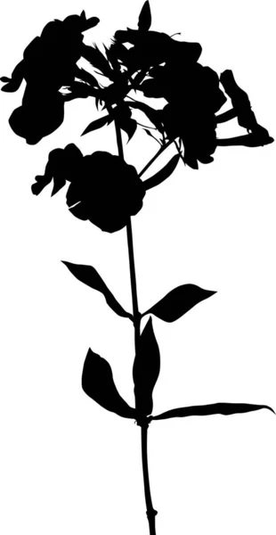 Silhouette de Phlox sur fond blanc — Image vectorielle