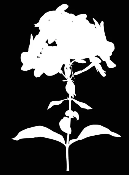 Silhouette blanca Phlox sobre fondo negro — Archivo Imágenes Vectoriales