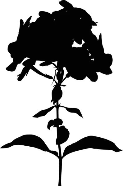 Silhouette negra Phlox sobre fondo blanco — Vector de stock