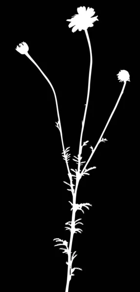 Plante blanche de jardin avec fleurs et bourgeons sur trois tiges — Image vectorielle