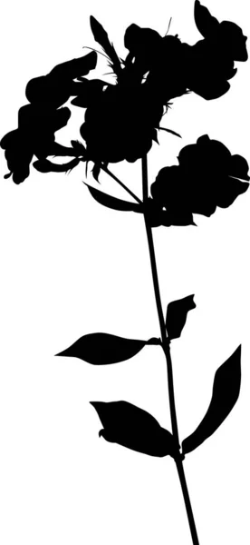 Phlox à silhouette noire isolée sur fond blanc — Image vectorielle